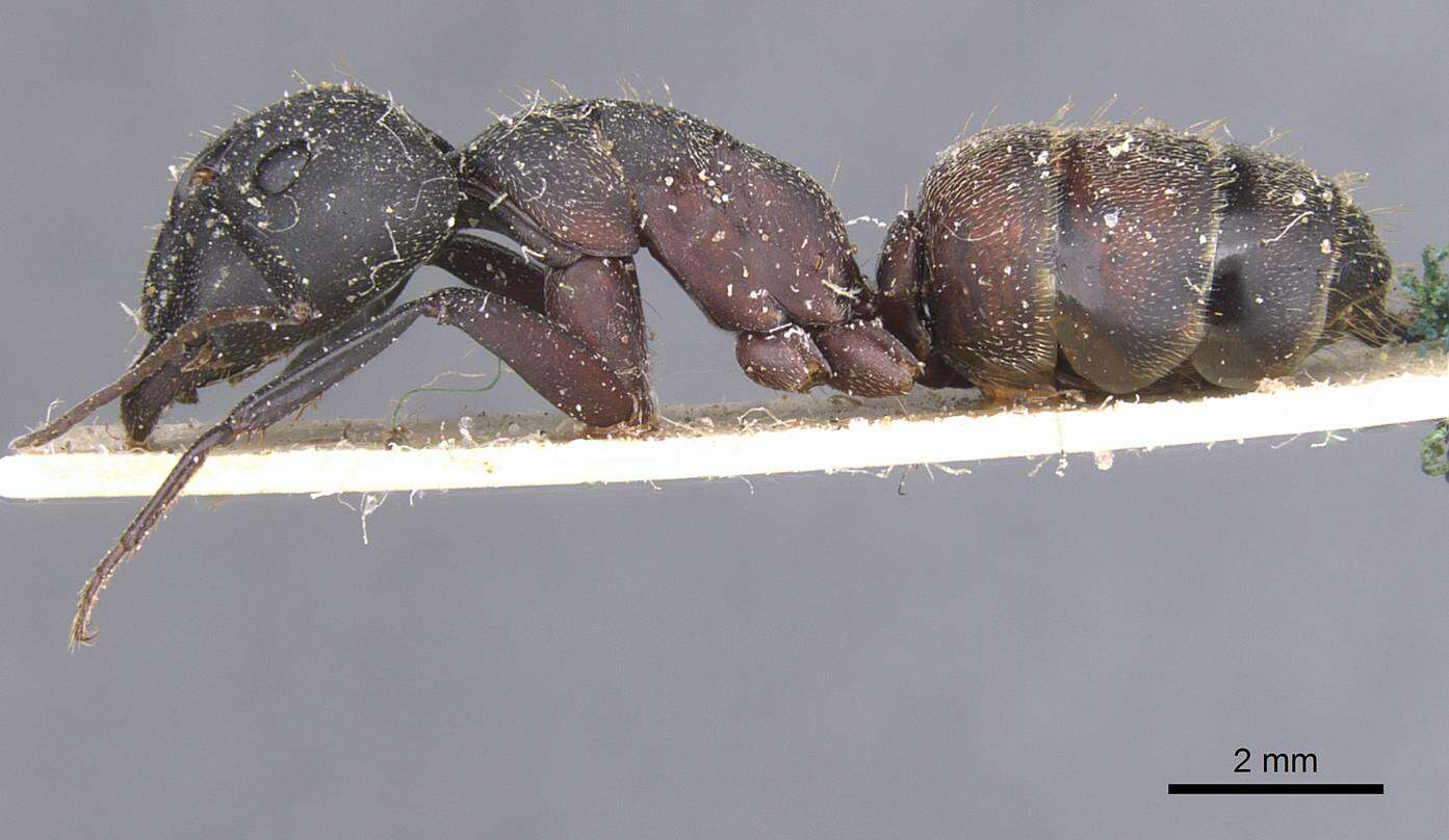 Image of Camponotus cruentatus (Latreille 1802)