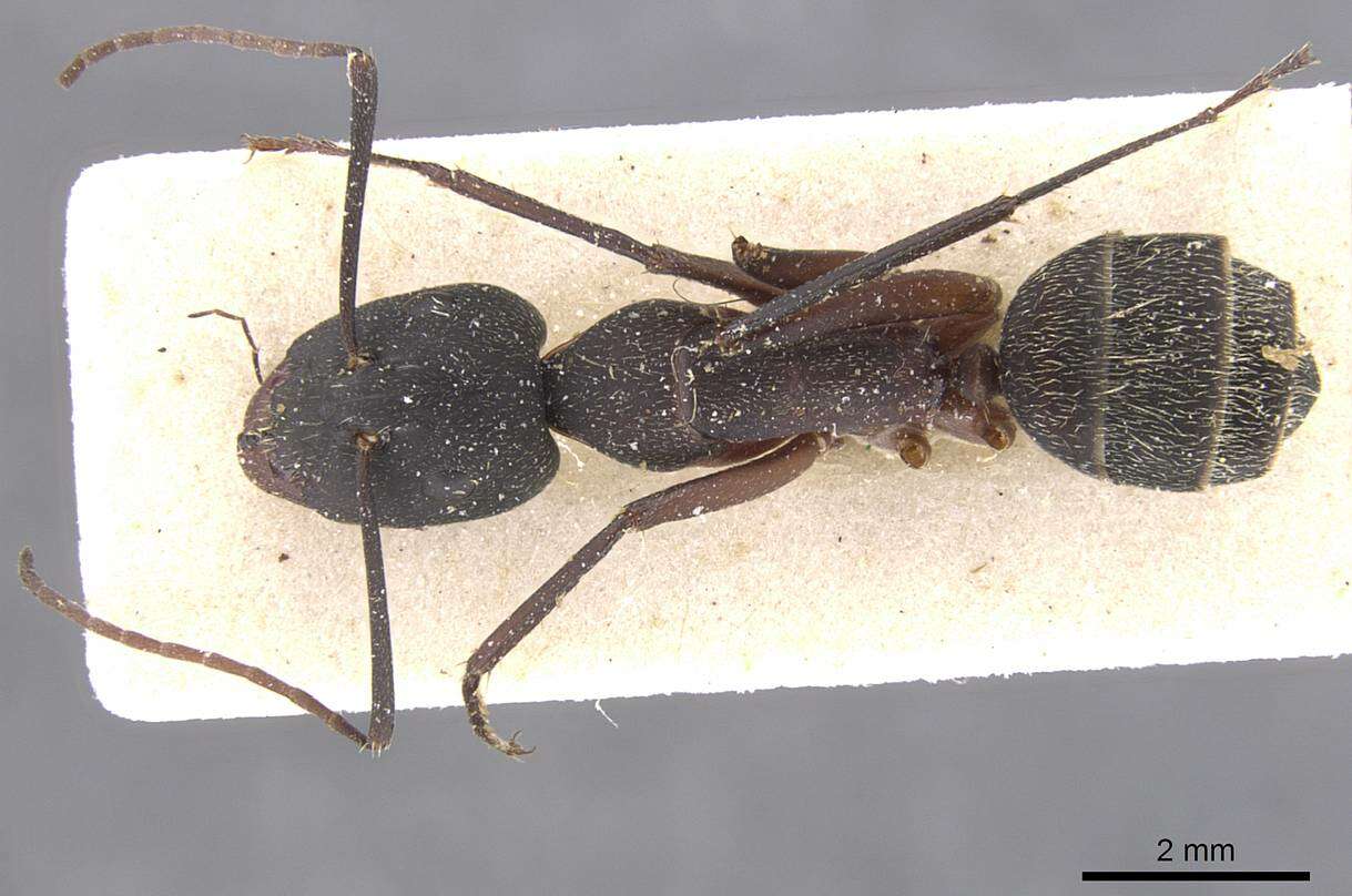 Image of Camponotus cruentatus (Latreille 1802)