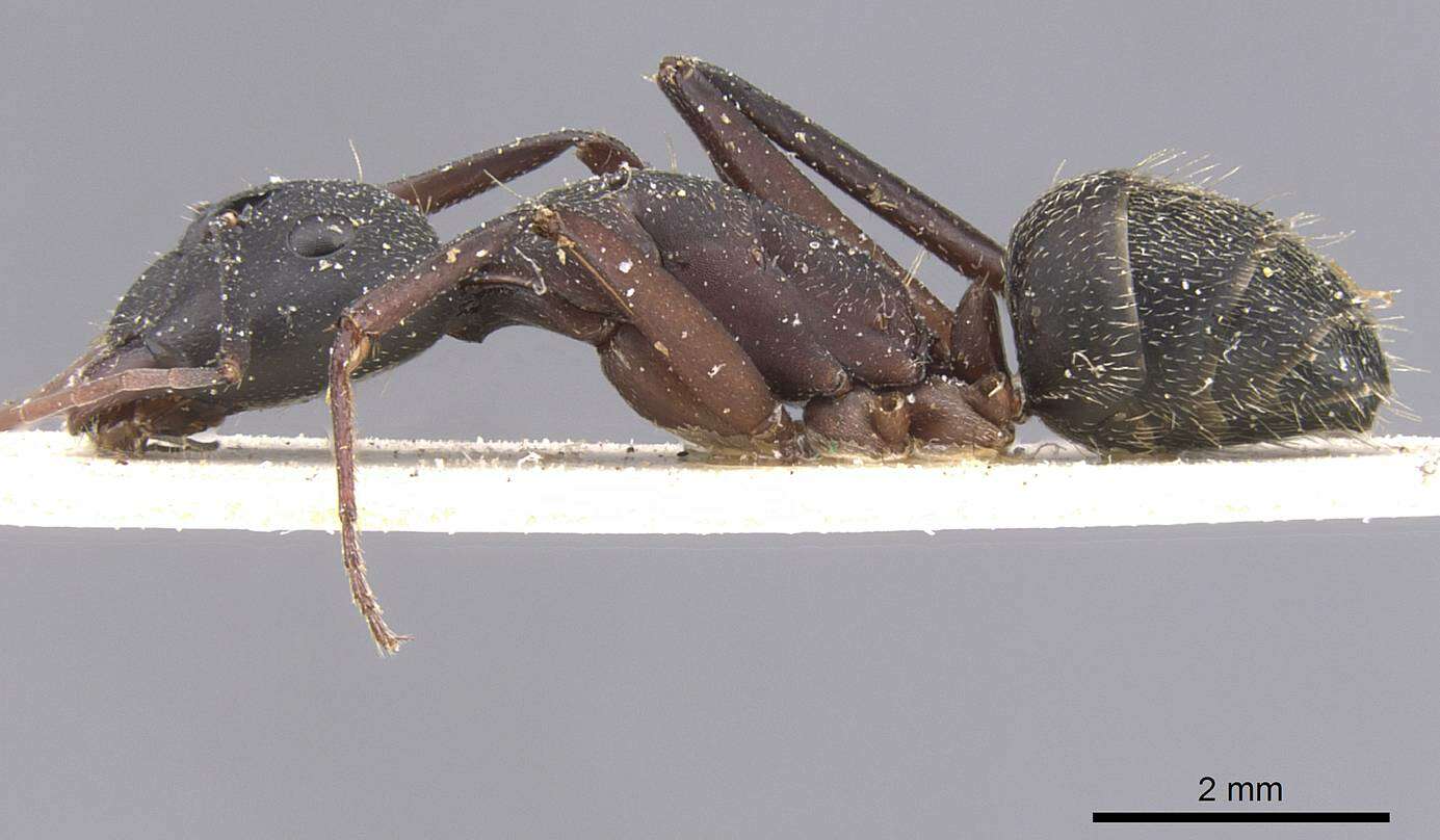 Image of Camponotus cruentatus (Latreille 1802)