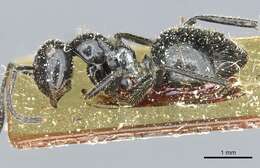 Image of Camponotus reichenspergeri Santschi 1926
