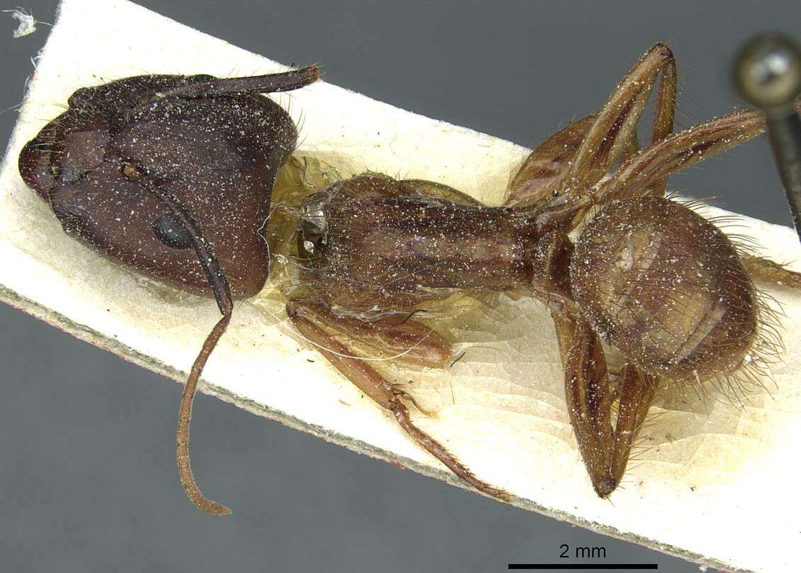 Image of Florida Carpenter Ant