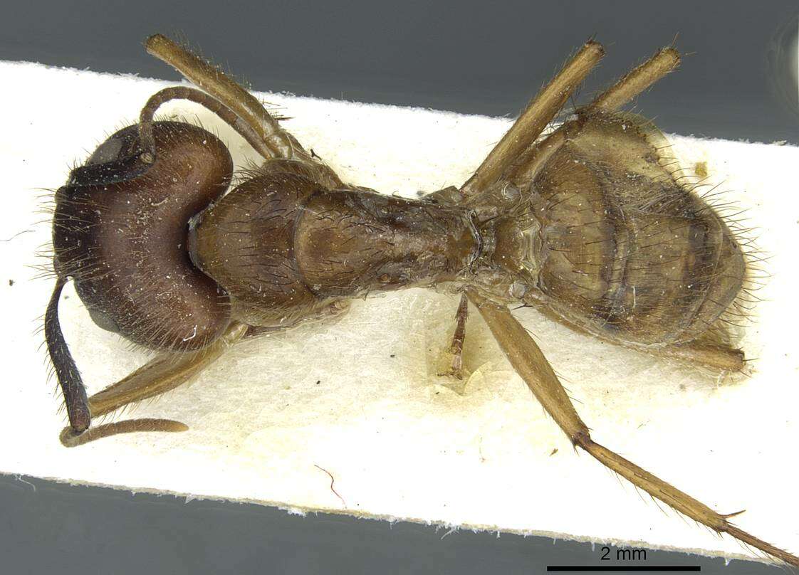 Image of Florida Carpenter Ant