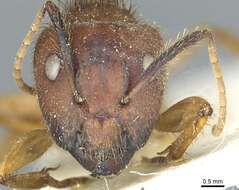 Image of Florida Carpenter Ant