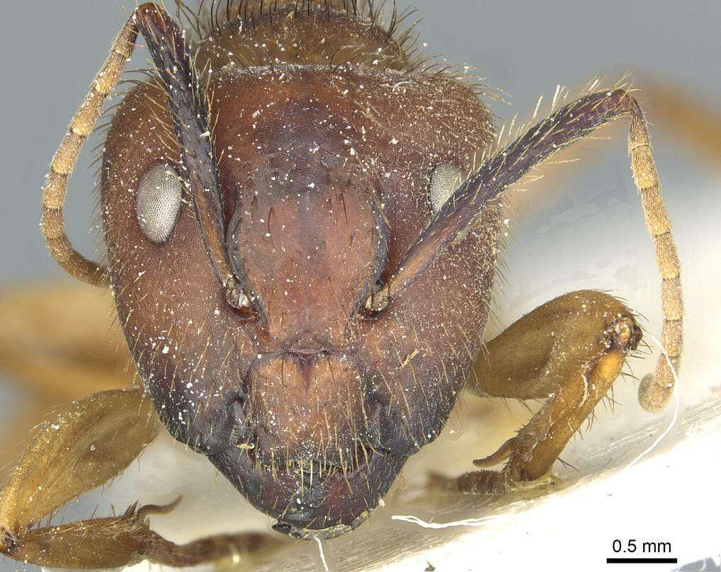 Image of Florida Carpenter Ant