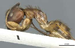 Image of Florida Carpenter Ant