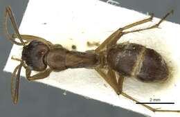 Image of Florida Carpenter Ant