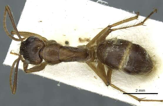 Image of Florida Carpenter Ant