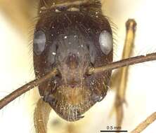 Image of Florida Carpenter Ant