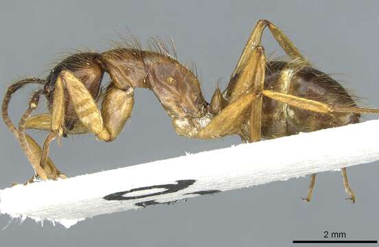 Image of Florida Carpenter Ant