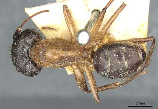 Image of Florida Carpenter Ant