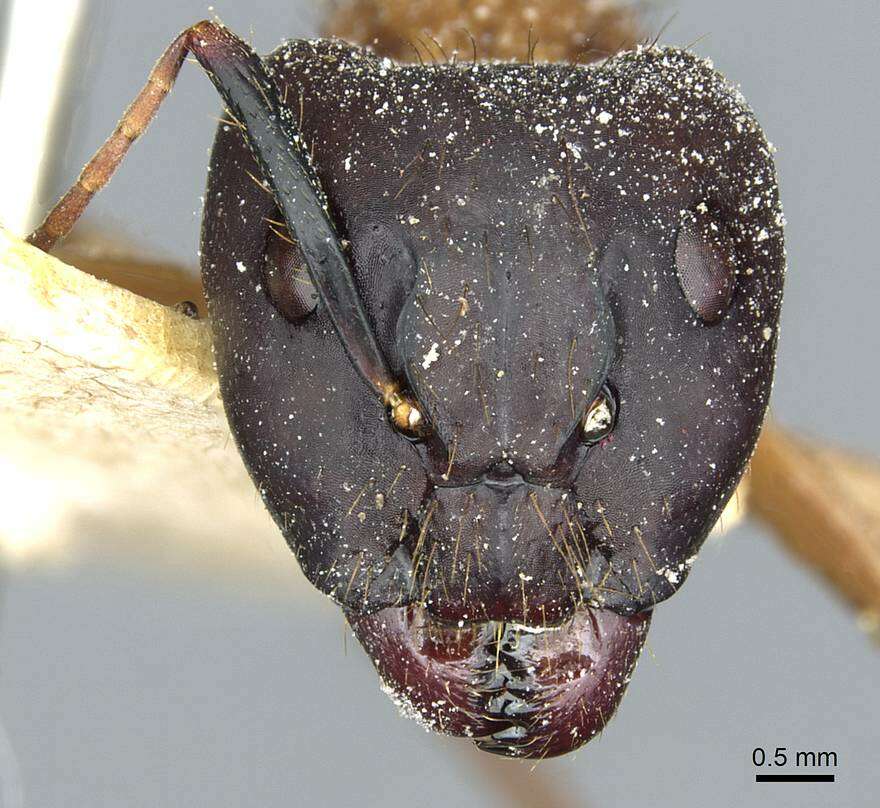 Image of Florida Carpenter Ant