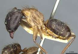 Image of Florida Carpenter Ant