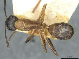 Image of Florida Carpenter Ant