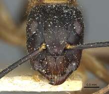 Image of Florida Carpenter Ant