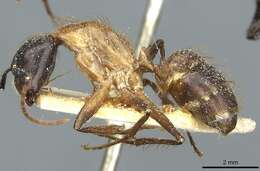 Image of Florida Carpenter Ant