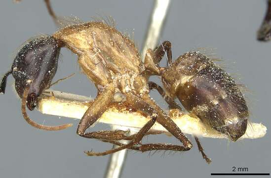 Image of Florida Carpenter Ant