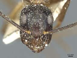 Image of Florida Carpenter Ant