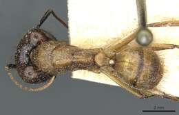 Image of Florida Carpenter Ant