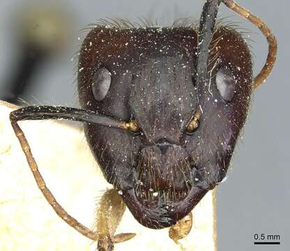 Image of Florida Carpenter Ant