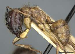 Image of Florida Carpenter Ant