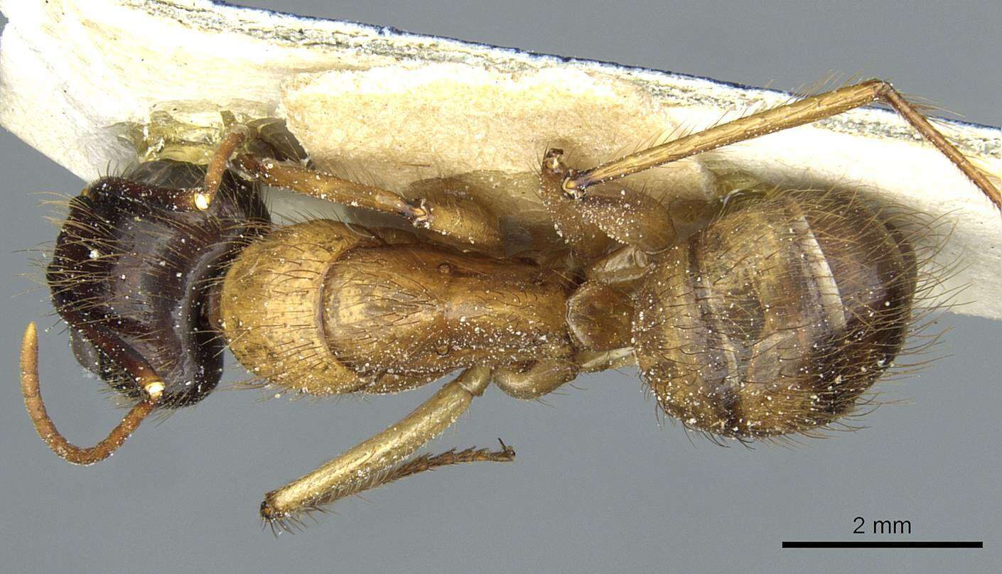 Image of Florida Carpenter Ant