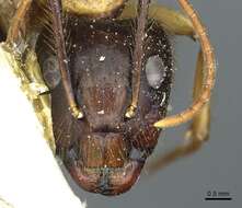 Image of Florida Carpenter Ant