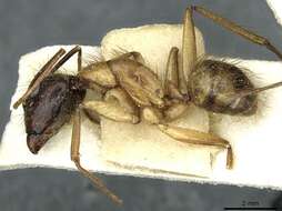 Image of Florida Carpenter Ant