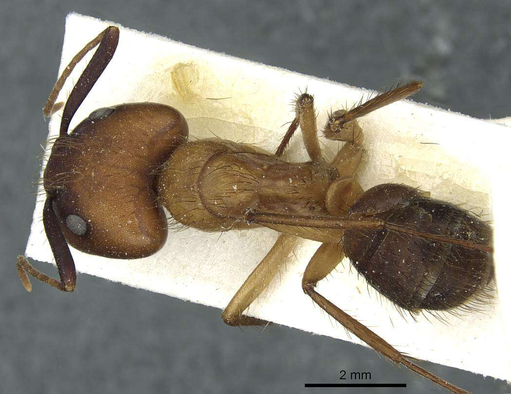 Image of Florida Carpenter Ant