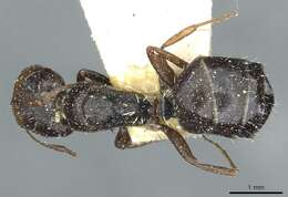 Слика од Camponotus aequitas Santschi 1920