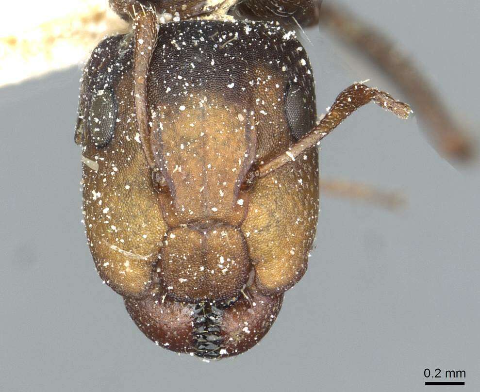 Слика од Camponotus aequitas Santschi 1920