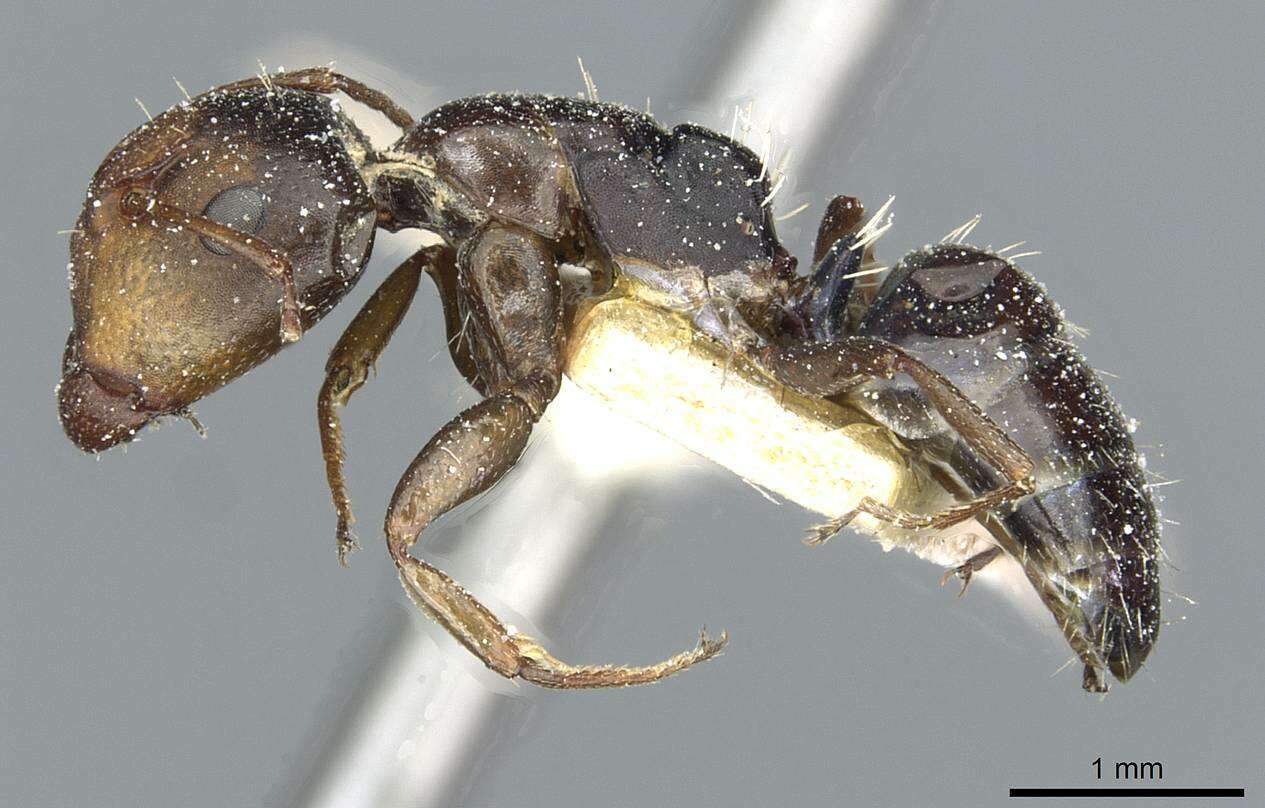 Слика од Camponotus aequitas Santschi 1920