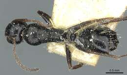 Слика од Camponotus aequitas Santschi 1920