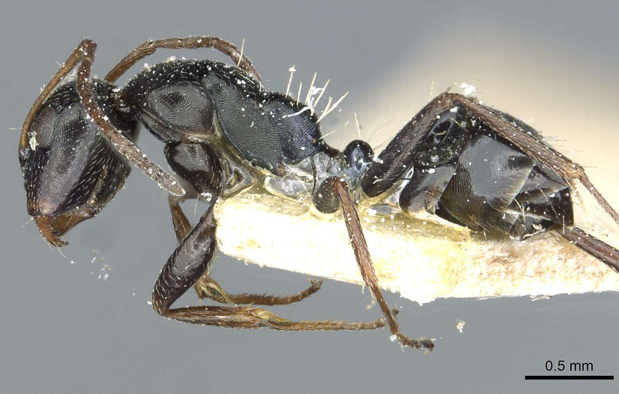 Слика од Camponotus aequitas Santschi 1920