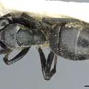 Image of Camponotus atriscapus Santschi 1926