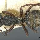 Image of Camponotus aurofasciatus Santschi 1915