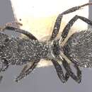 Image of Camponotus benguelensis Santschi 1911