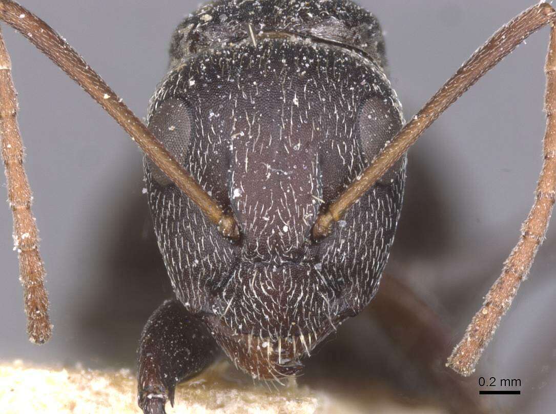 Image of Camponotus auropubens Forel 1894