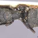 Image of Camponotus monardi Santschi 1930