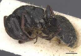 Image of Camponotus monardi Santschi 1930