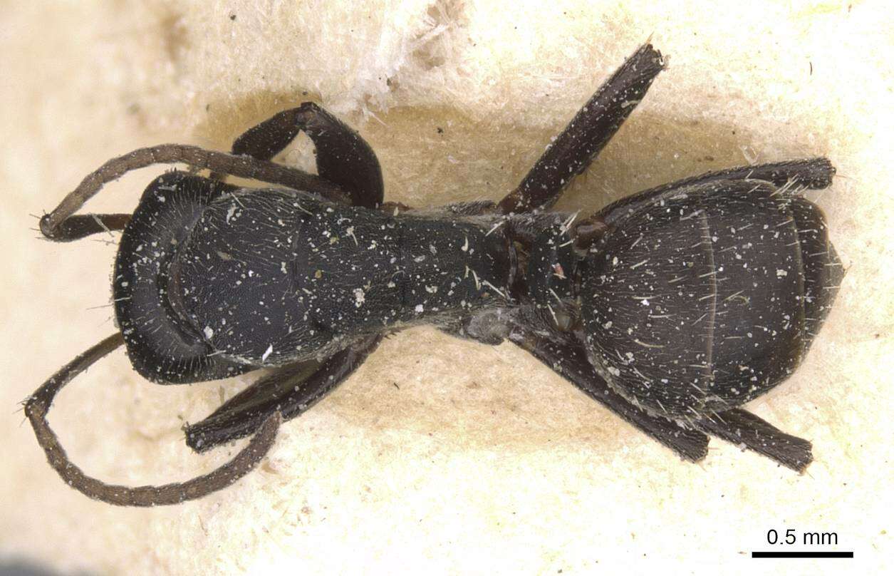 Image of Camponotus tauricollis Forel 1894