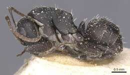 Image of Camponotus tauricollis Forel 1894