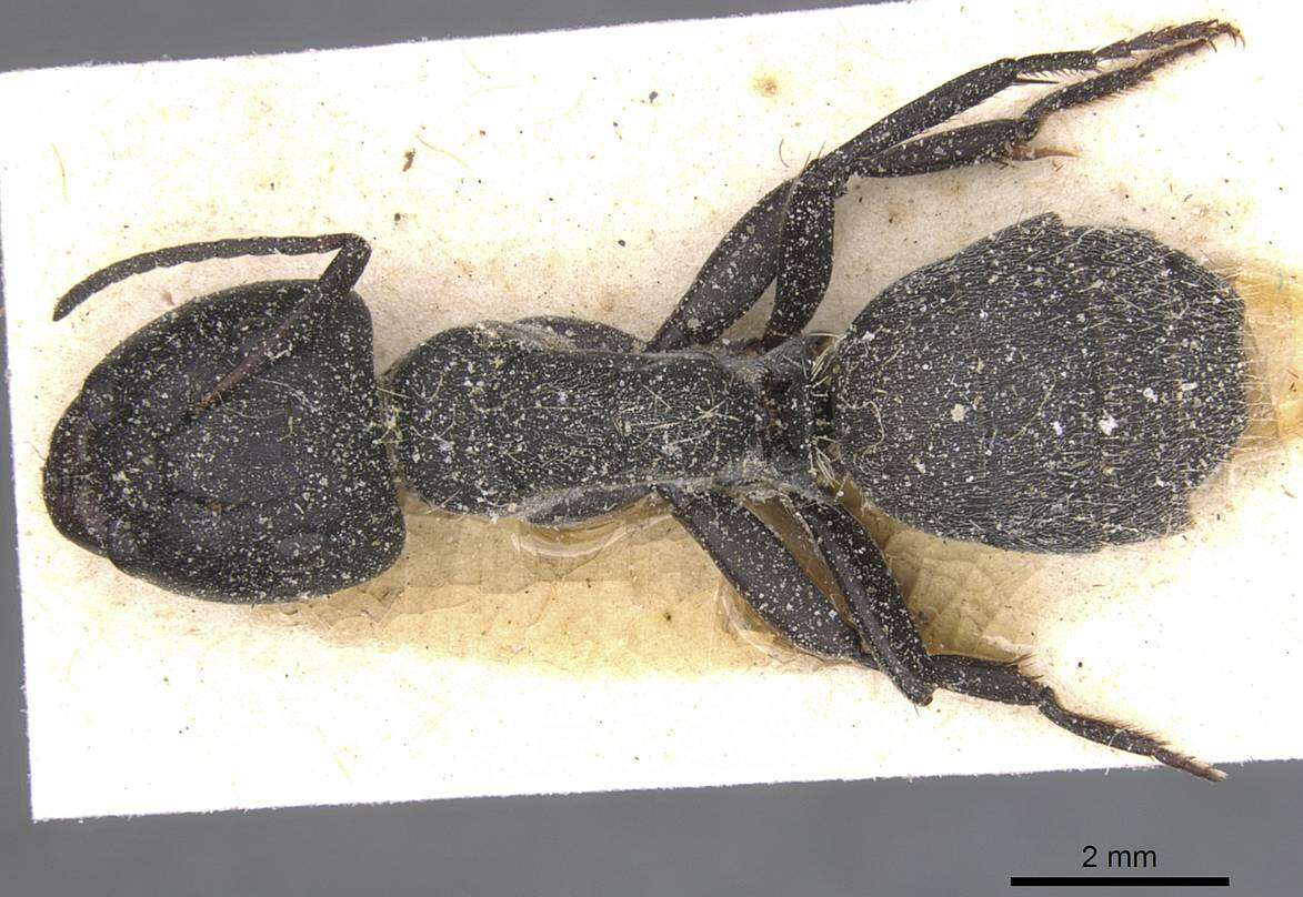 Image of Camponotus perrisii Forel 1886