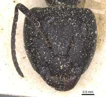 Image of Camponotus perrisii Forel 1886