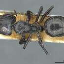Image of Camponotus tilhoi Santschi 1926