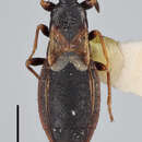 Image of Macchiademus capensis (Slater 1964)