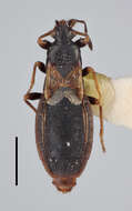 Image of Macchiademus capensis (Slater 1964)