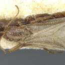 Image of Camponotus robertae Santschi 1926