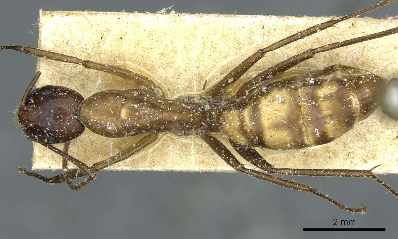 Plancia ëd Camponotus macrocephalus (Erichson 1842)