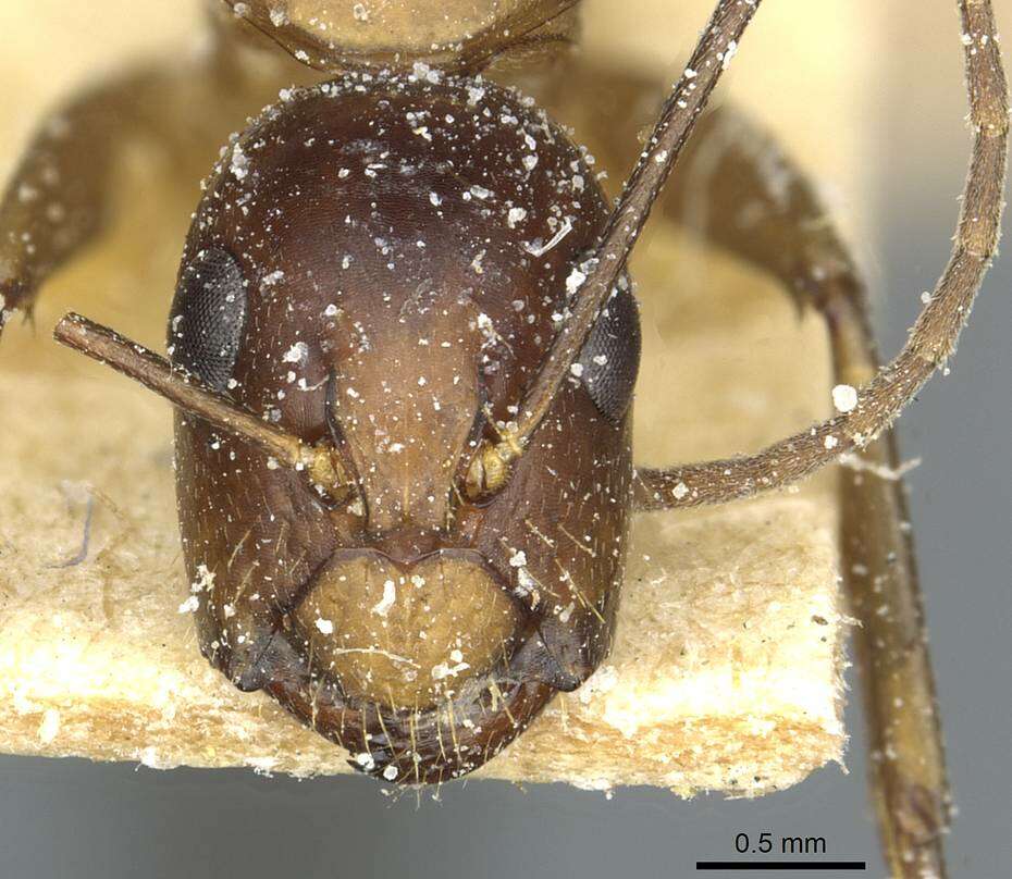 Plancia ëd Camponotus macrocephalus (Erichson 1842)