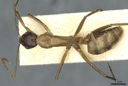 Plancia ëd Camponotus macrocephalus (Erichson 1842)